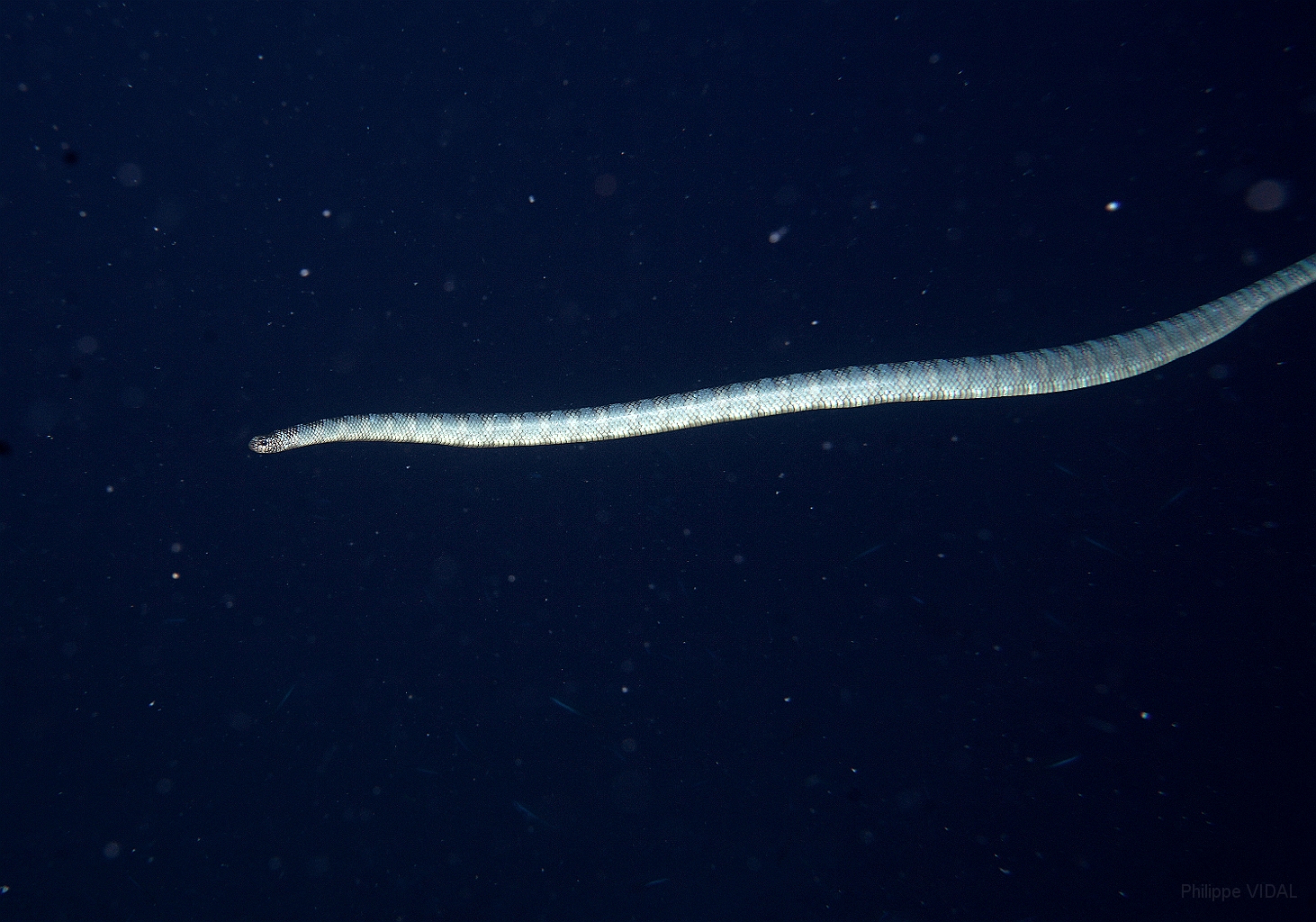 Banda Sea 2018 - DSC06167_rc - Chinese Sea Snake - Laticauda semifasciata.jpg